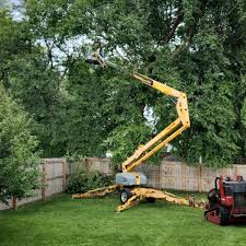 How Our Tree Care Process Works  in  Monticello, AR