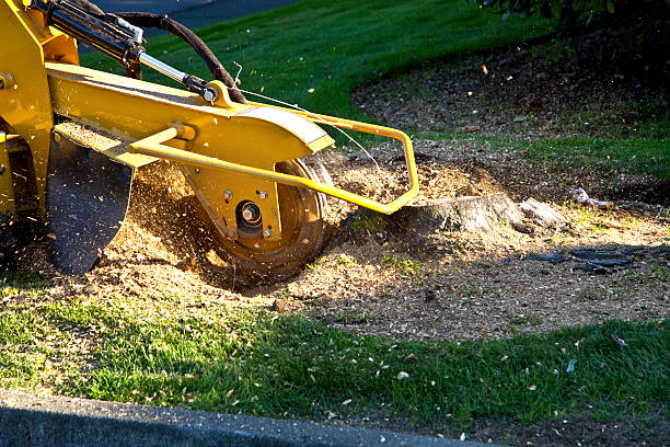 Professional Tree Removal in Monticello, AR